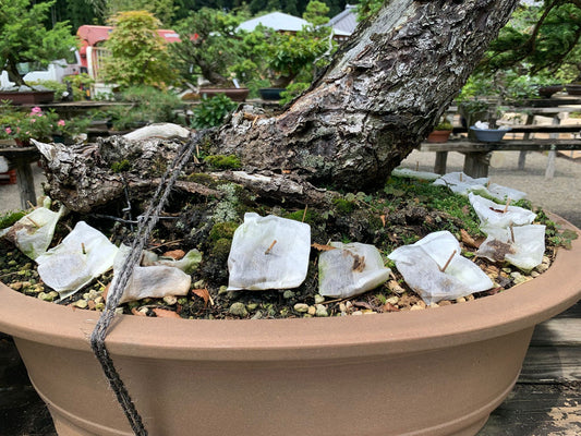 Bonsai Fertilizer: A Comprehensive Overview & Calendar