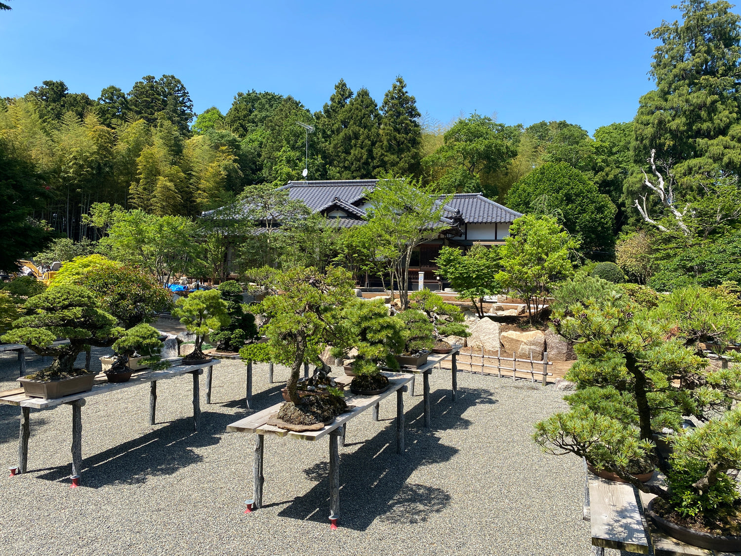 bonsai tree from Japan, bonsai garden, Japanese house 