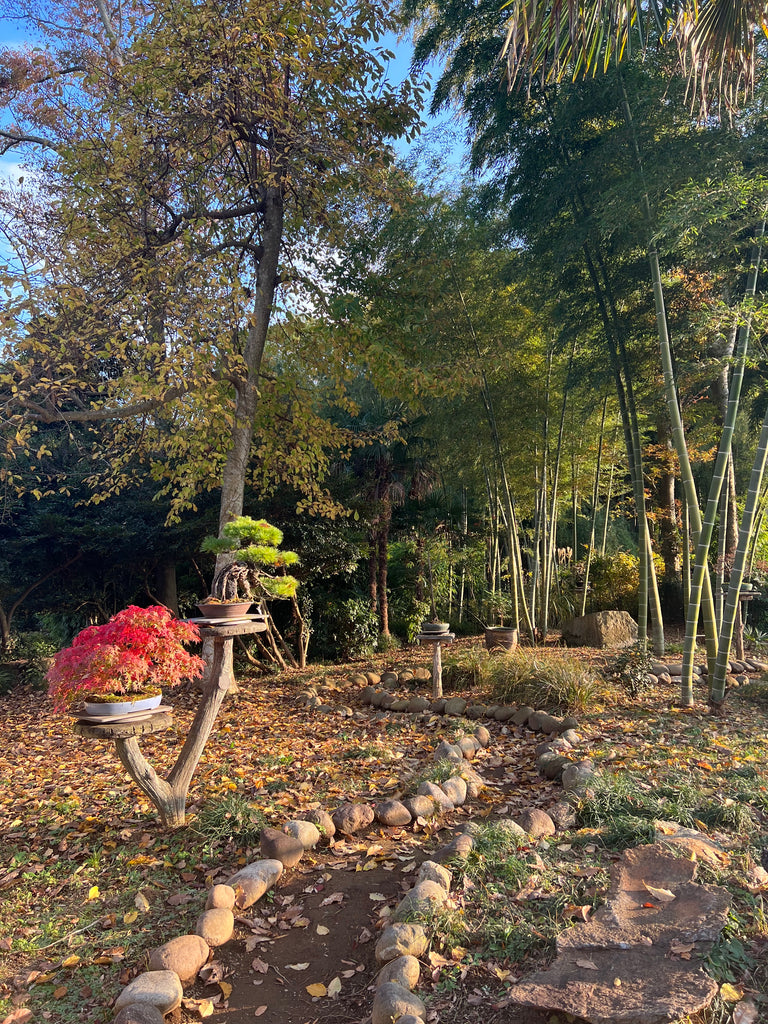 Exploring the World of Bamboo at Tree House Bonsai