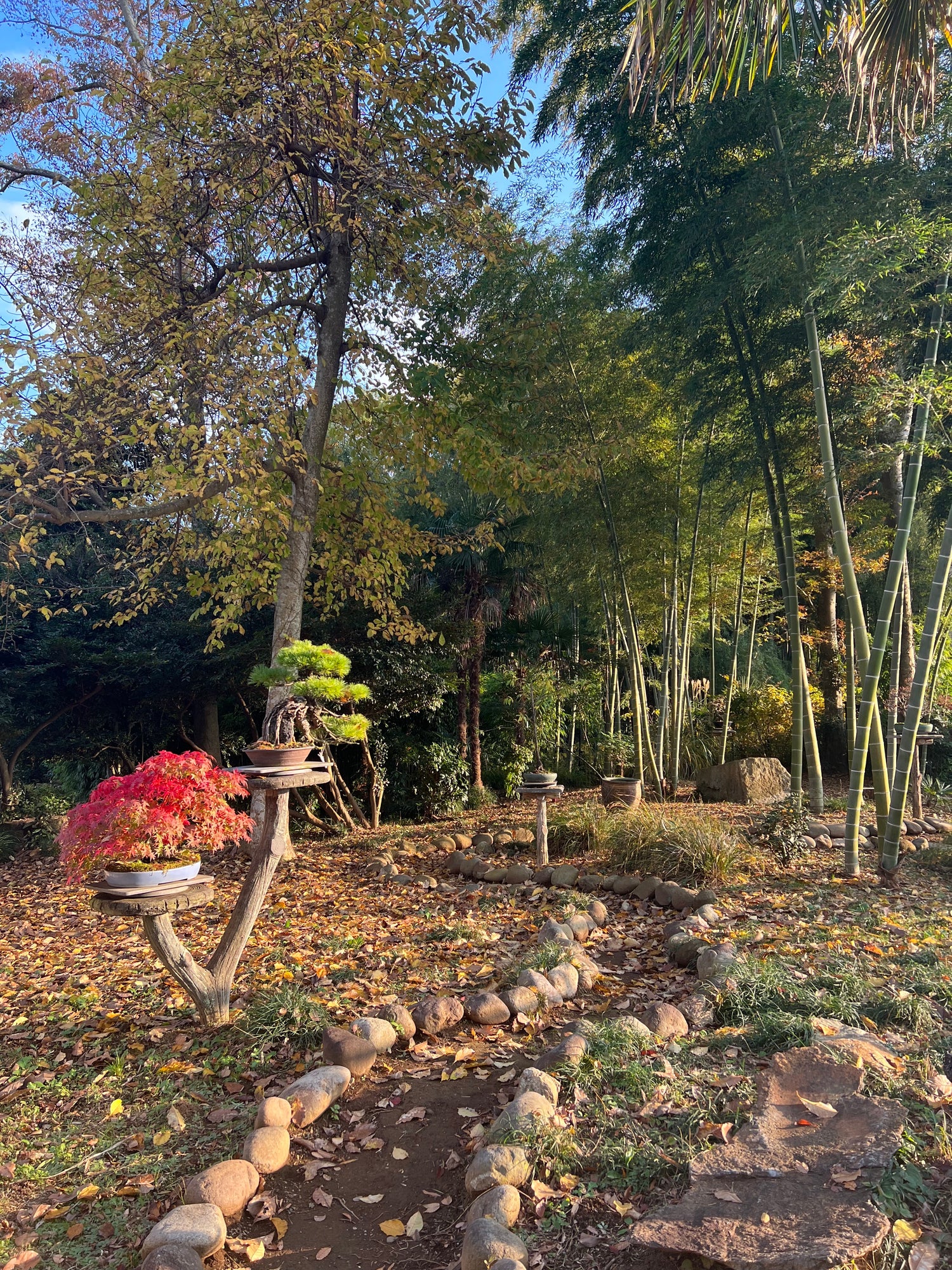 Exploring the World of Bamboo at Tree House Bonsai