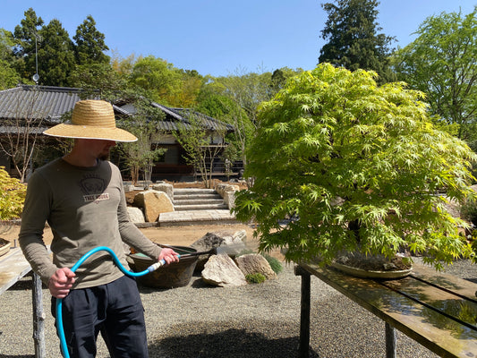 Bonsai watering techniques, bonsai watering beginner guide, how to water your bonsai, bonsai, tree house bonsai