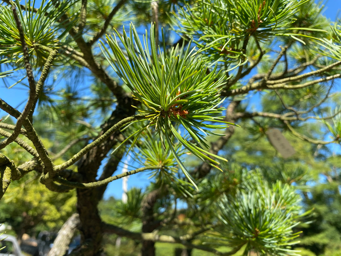 Essential Care Tips for Japanese White Pine Bonsai