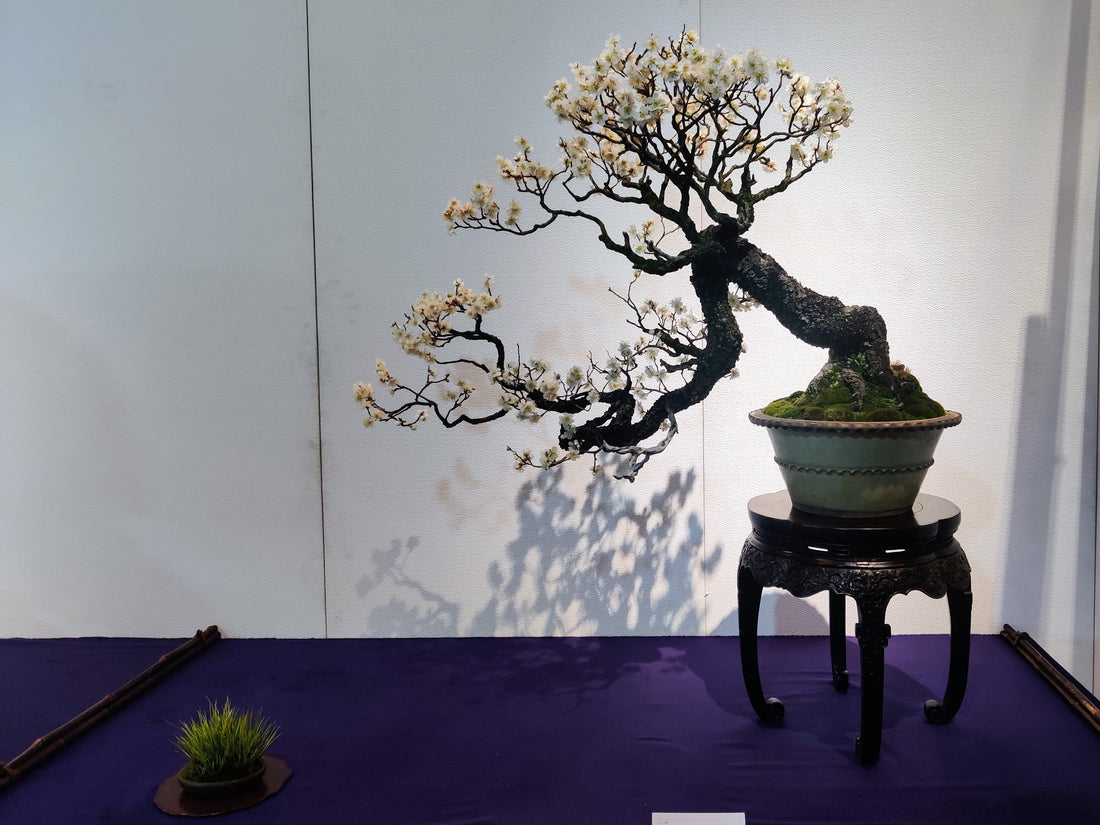 Captivating White Ume Bonsai Display at the 97th Kokufu Exhibition (2023) in Japan: An Analysis
