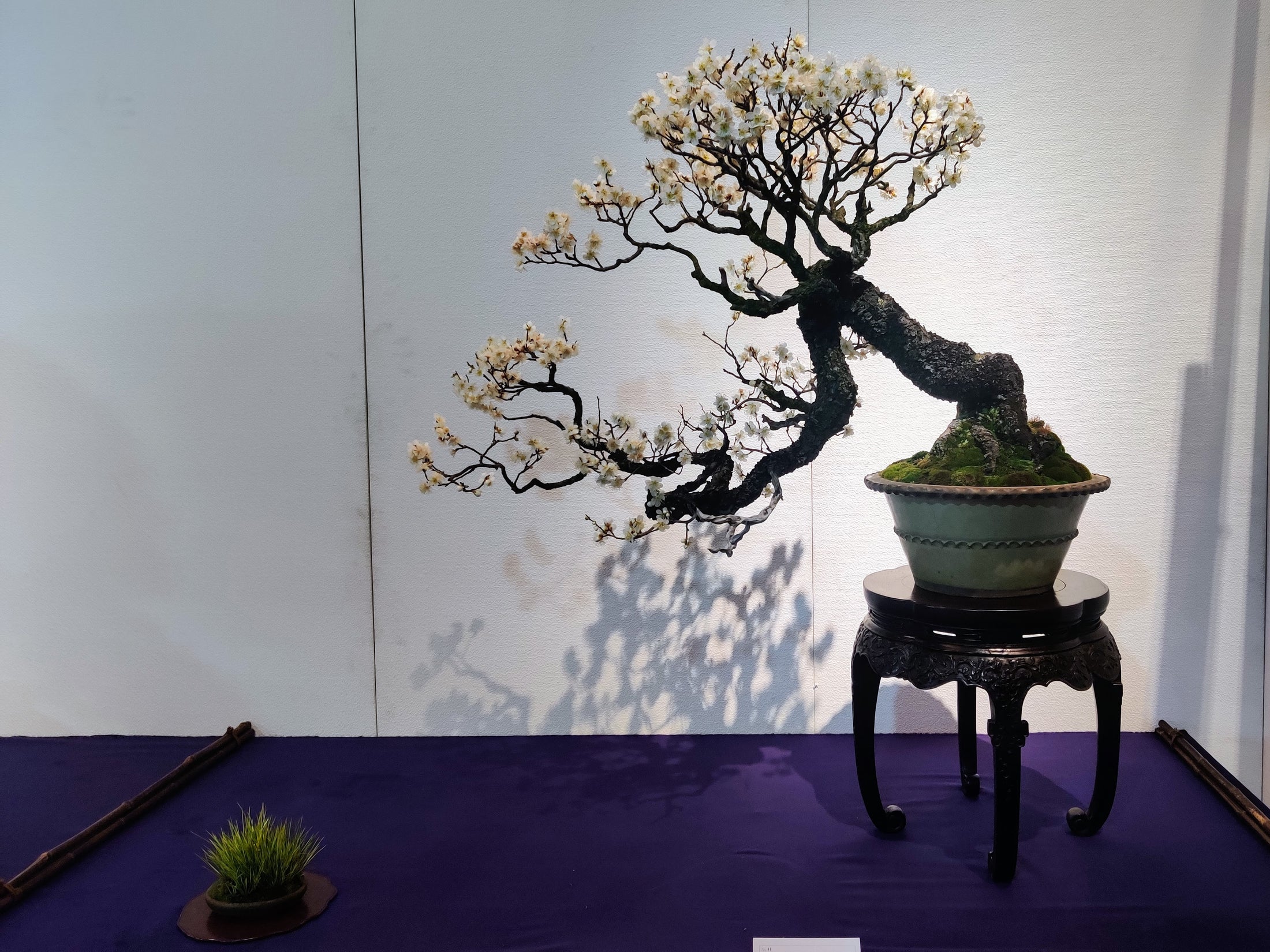 Captivating White Ume Bonsai Display at the 97th Kokufu Exhibition