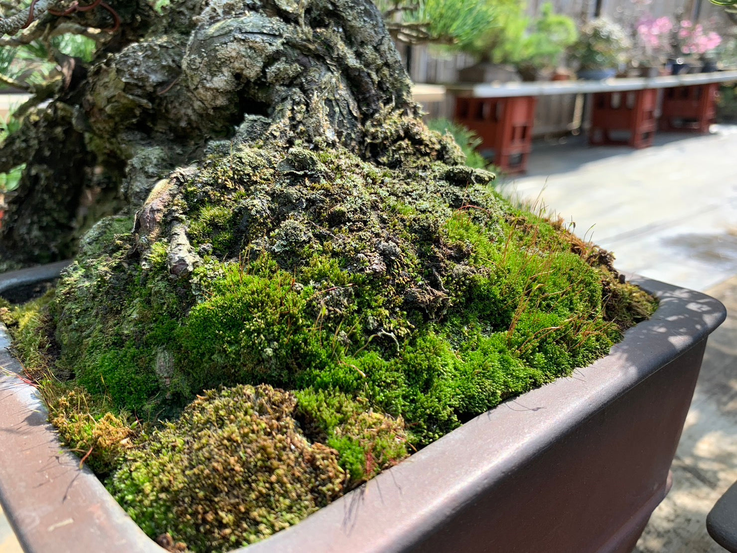 Bonsai top dressing in 7 steps (2023 repotting guidebook) Tree House