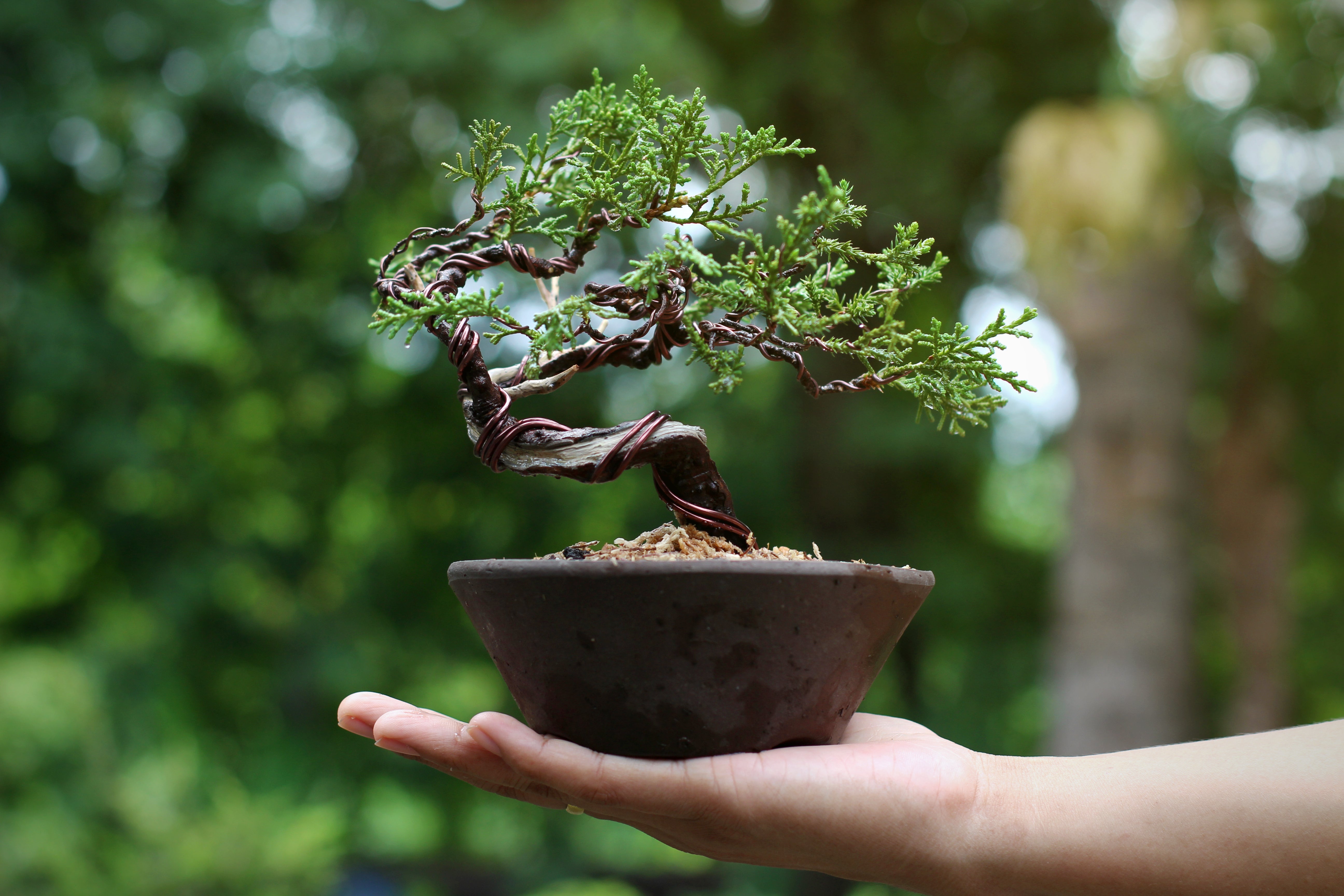 Bonsai school Available & classes Tree House Bonsai