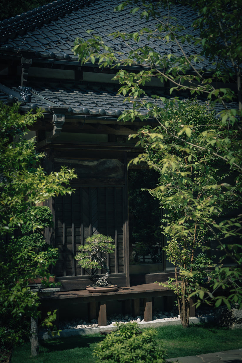 Kokufuten 2024 visit to Tree House Bonsai