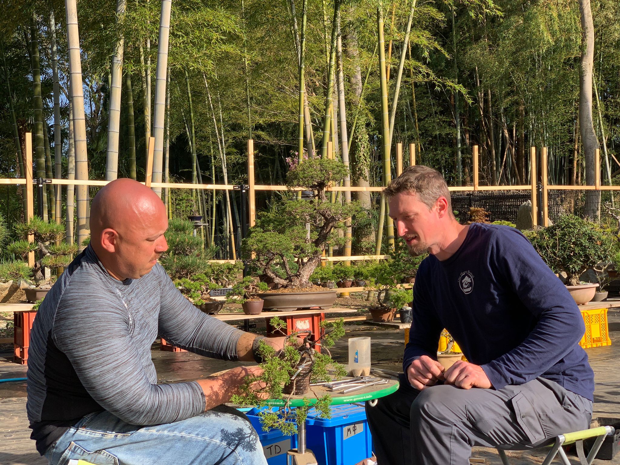 Bonsai School Tree House Bonsai