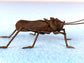 Bronze grasshopper 2 #THO-0002