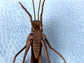 Bronze grasshopper 2 #THO-0002